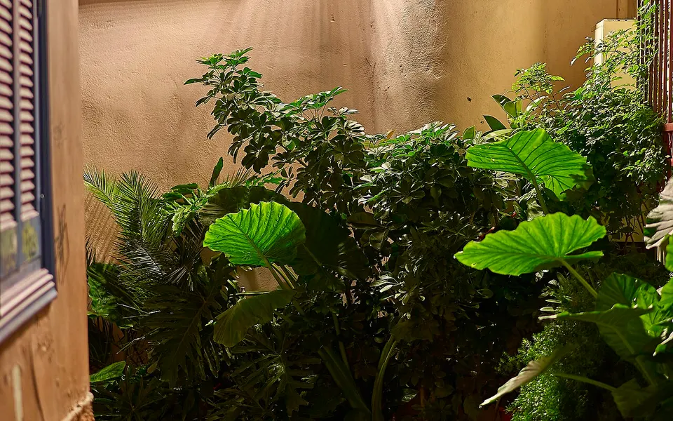 Plants, paving and a wall lamp in a narrow Anafiotika lane in Athens